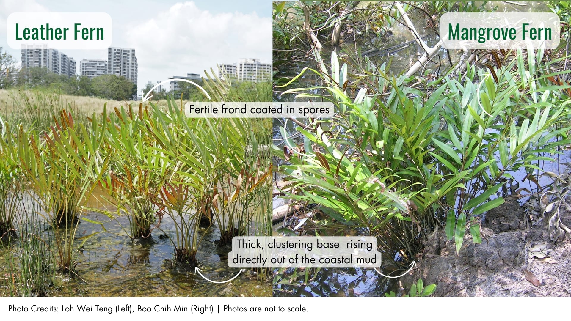 Mangrove Fern